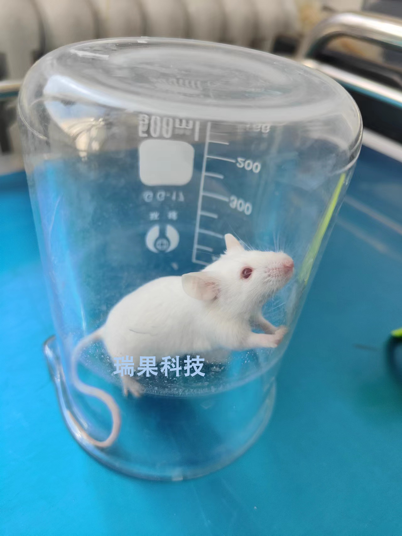 动物造模