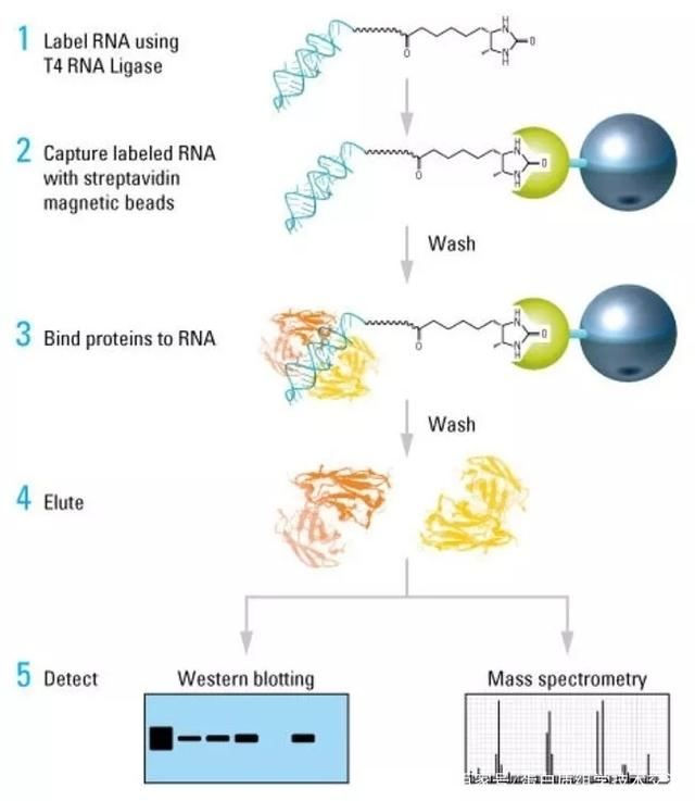 <strong>RNA pull-down</strong>