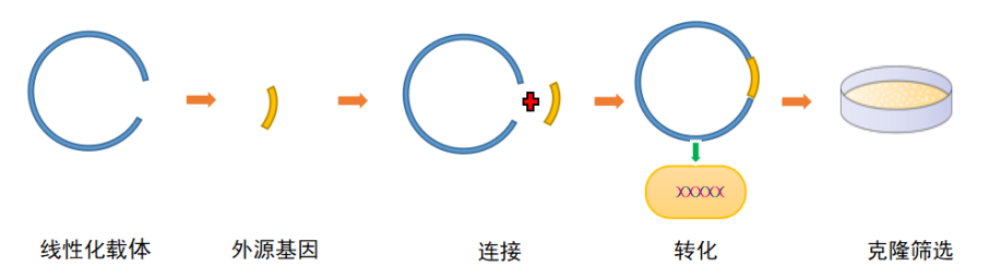 <strong>荧光素酶报告</strong>